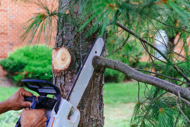 Best Stump Grinding and Removal  in Gibbstown, NJ